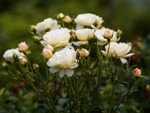 A white rose bush.