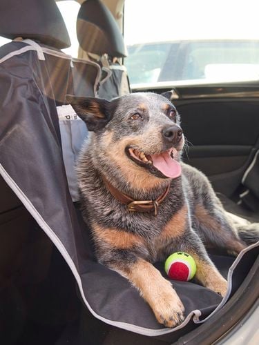 Pet car hammock 