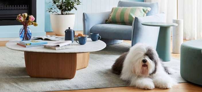 Bright modern living room with dog.