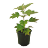 150mm Hydrangea 'Pee Wee' - Hydrangea quercifolia 'Pee Wee'