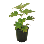 150mm Hydrangea 'Pee Wee' - Hydrangea quercifolia 'Pee Wee'