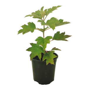 150mm Hydrangea 'Pee Wee' - Hydrangea quercifolia 'Pee Wee'