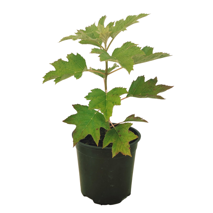 150mm Hydrangea 'Pee Wee' - Hydrangea quercifolia 'Pee Wee'