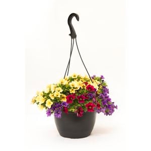 180mm Calibrachoa Assorted Hanging Basket - Calibrachoa x hybrida