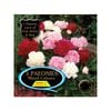 Fiesta Bulb Paeony Mixed Packaged Tuber - 3 Pack