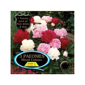 Fiesta Bulb Paeony Mixed Packaged Tuber - 3 Pack
