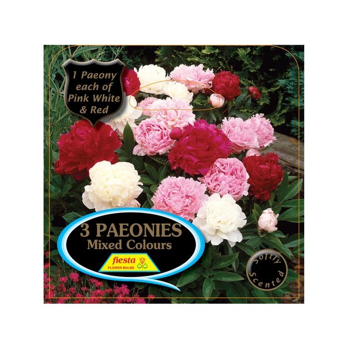 Fiesta Bulb Paeony Mixed Packaged Tuber - 3 Pack