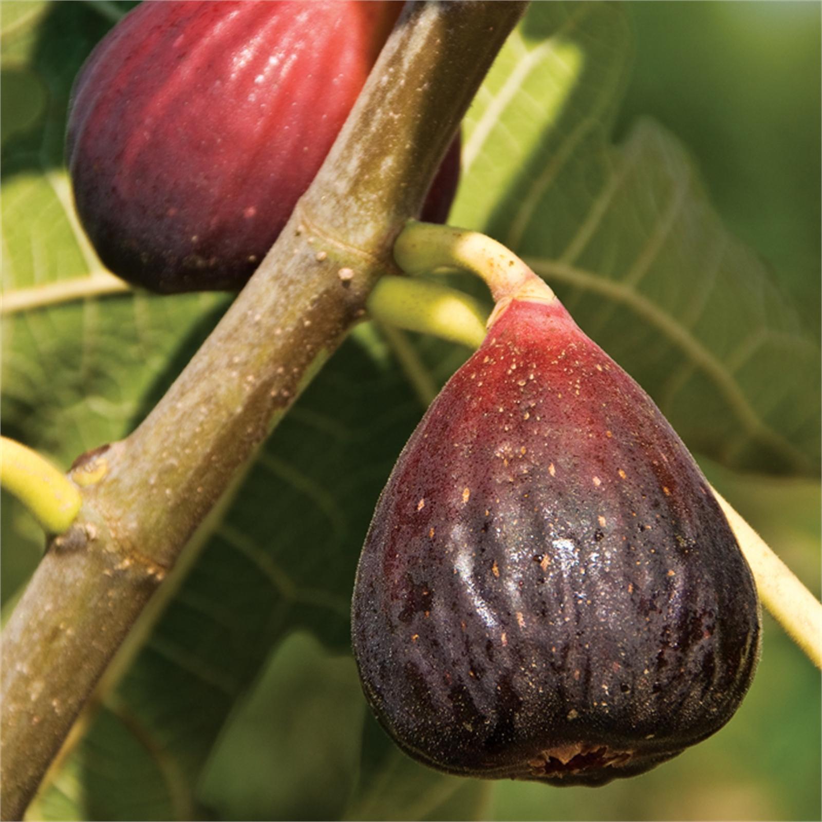 250mm Ficus Carica Brown Turkey Fig
