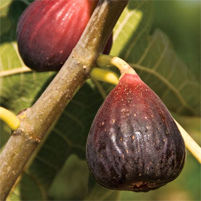 250mm Ficus Carica Brown Turkey Fig