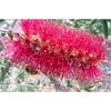 140mm Mauve Mist Bottlebrush - Callistemon citrinus 'Mauve Mist'