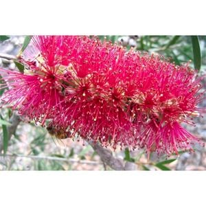 140mm Mauve Mist Bottlebrush - Callistemon citrinus 'Mauve Mist'