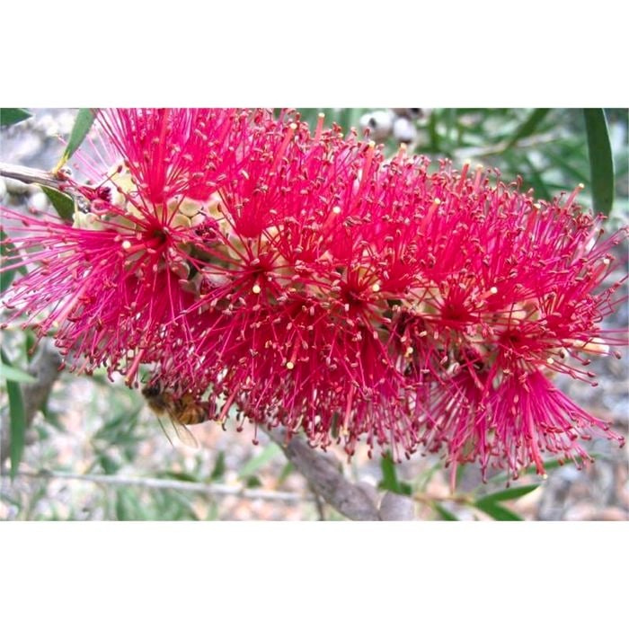 140mm Mauve Mist Bottlebrush - Callistemon citrinus 'Mauve Mist'