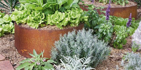 Plants in a rusted looking planter pot