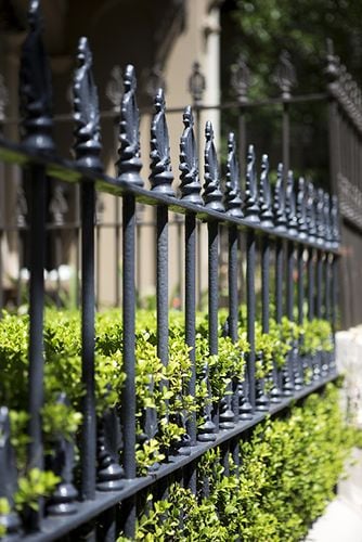 Wrought iron fencing with a hedge growing through it