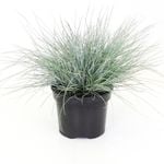2L Cox's Fescue - Festuca coxii