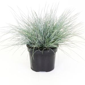 2L Cox's Fescue - Festuca coxii
