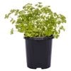 100mm Value Assorted Herb Range
