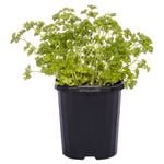 100mm Value Assorted Herb Range