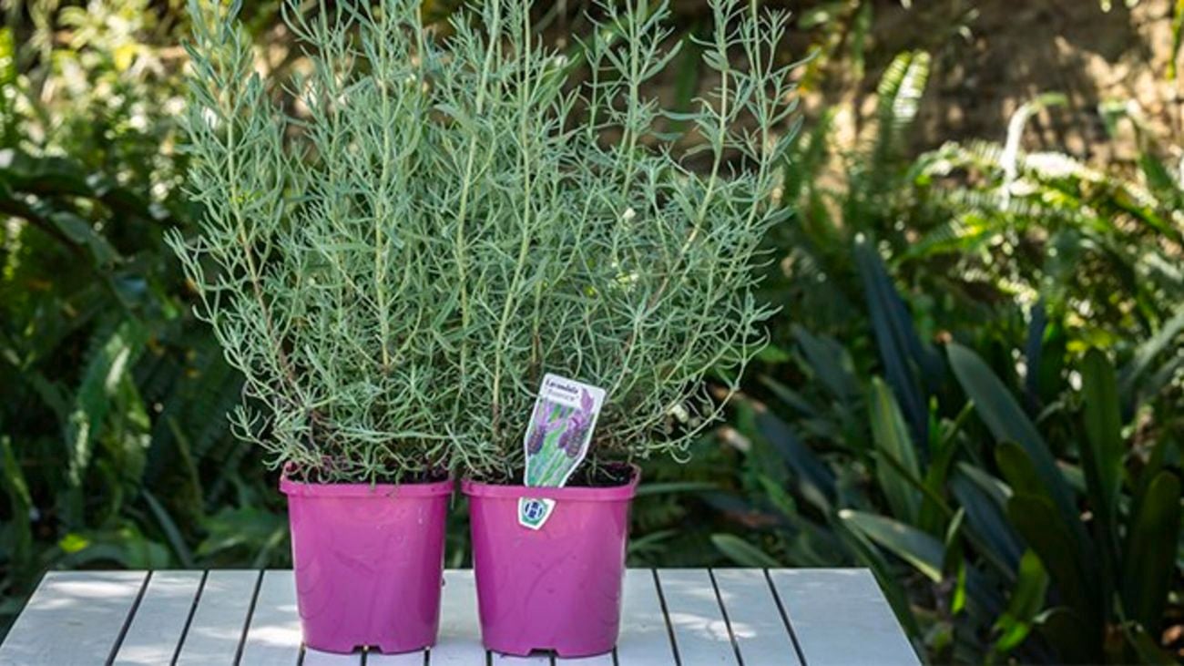 Two purple pots of flourishing lavender.