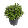 2.4L Pittosporum Goldenball - Pittosporum tenuifolium