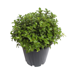 2.4L Pittosporum Goldenball - Pittosporum tenuifolium
