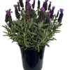 Plant-Lavender Pedunculata 180mm LaDiva Big Night