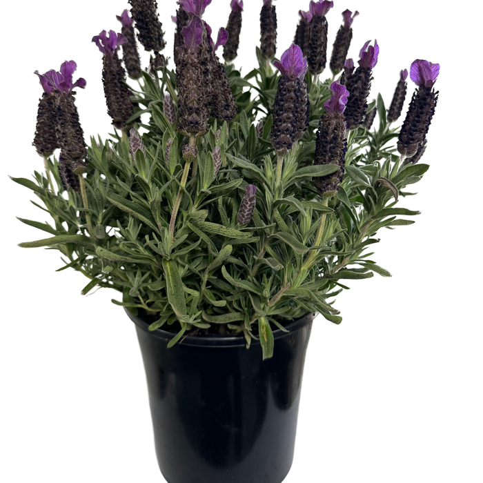 Plant-Lavender Pedunculata 180mm LaDiva Big Night