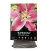 Yarra Valley Bulbs Lilium Oriental Sorbonne 3pk