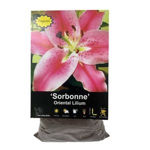 Yarra Valley Bulbs Lilium Oriental Sorbonne 3pk