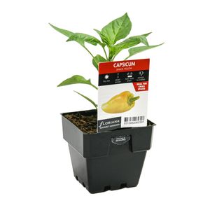 100mm Capsicum Snack Yellow - Capsicum annuum