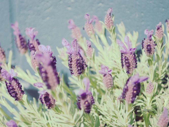 DIY - Header - Protect your garden with companion planting 
