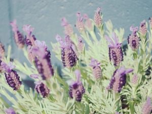Lavender plant in a field.