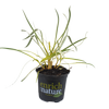 150mm Gold Strike - Agapanthus