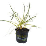 150mm Gold Strike - Agapanthus