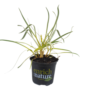 150mm Gold Strike - Agapanthus