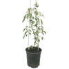 150mm Pandorea Lady Di - Pandorea Jasminoides Lady Di