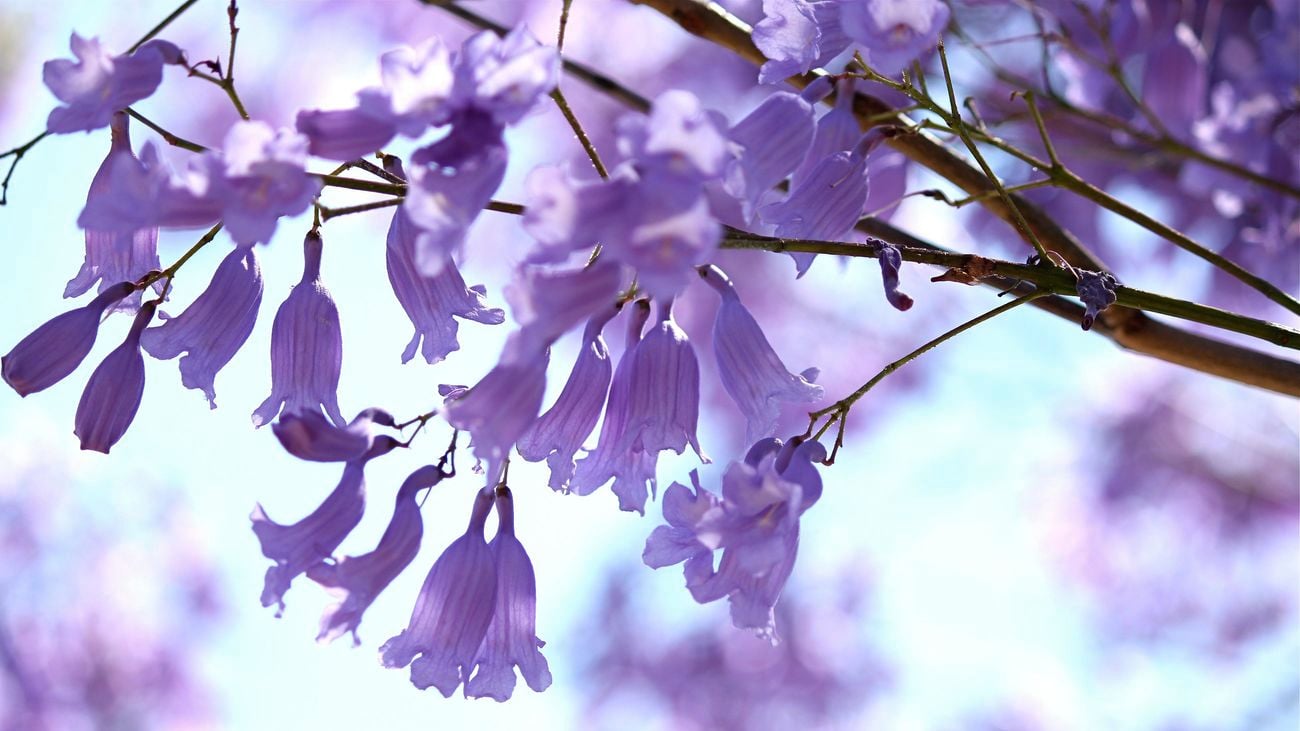 Close up of the delicate lilac flowers of the jacaranda tree.