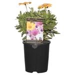 140mm Osteospermum Ecklonis
