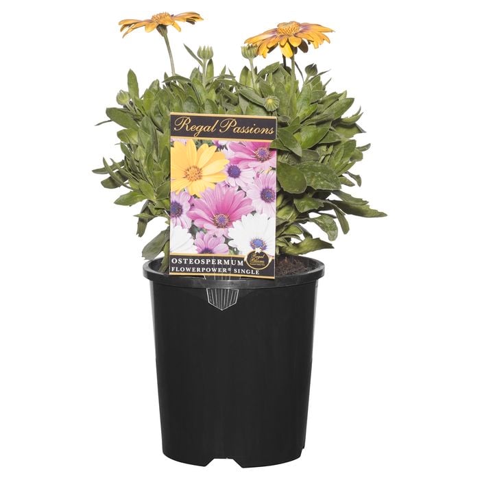 140mm Osteospermum Ecklonis