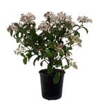 2.5L Viburnum Assorted - Viburnum