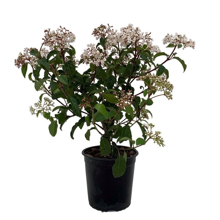 2.5L Viburnum Assorted - Viburnum