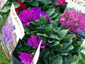 A potted plant with green leaves and purple flowers.