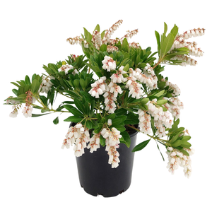 1.5L Assorted Pieris - Pieris Japonica