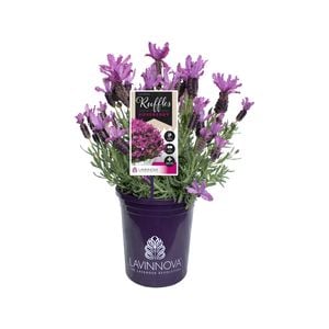 140mm LAVINNOVA® Roseberry Ruffles - Lavandula pedunculata