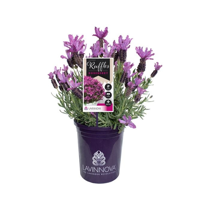 140mm LAVINNOVA® Roseberry Ruffles - Lavandula pedunculata