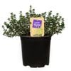 1.1L Nudo Herbs Lemon Thyme - Thymus citriodorus 