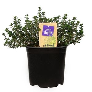 1.1L Nudo Herbs Lemon Thyme - Thymus citriodorus 