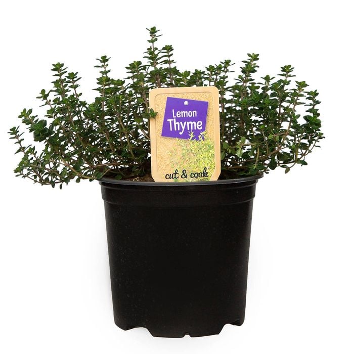 1.1L Nudo Herbs Lemon Thyme - Thymus citriodorus 