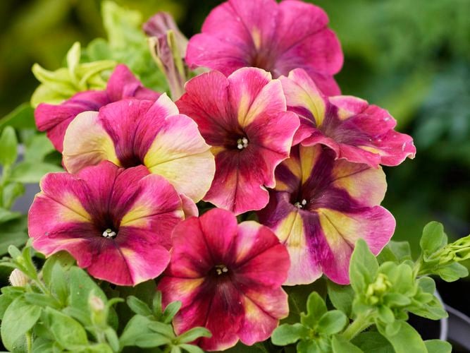 Petunia 'Raspberry Shake' looks brilliant in decorative pots or hanging baskets in a full sun spot.