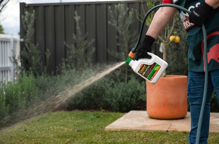 Bunnings team member using soil booster for promote growth on his lawn